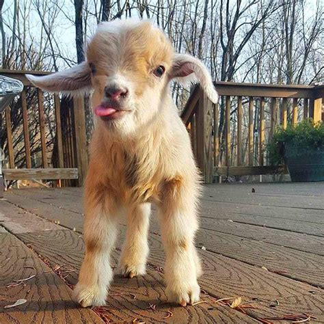 Treating Ailing Baby Goats. At the first sign of sickness, separate the affected kid from the herd to avoid spreading infection. Provide supportive care like supplementary feeding, hydration, and warmth. Consult a vet for medical advice and administer prescription medications as directed.